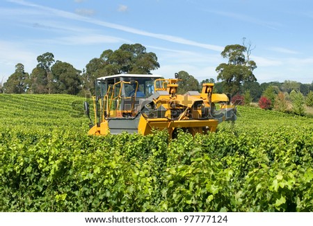 Harvesting Grapes in a vineyard near Sutton Forest, on the Southern Highlands of New South Wales, Australia