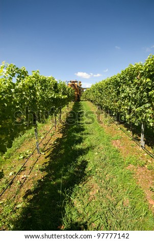 Harvesting Grapes in a vineyard near Sutton Forest, on the Southern Highlands of New South Wales, Australia
