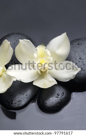 still life with orchid and zen stone reflection