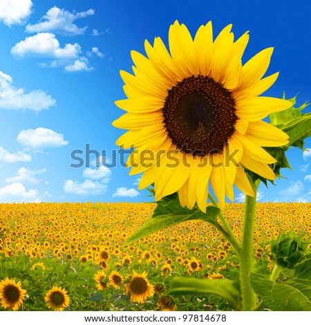 Beautiful landscape with sunflower field over cloudy blue sky and bright sun lights