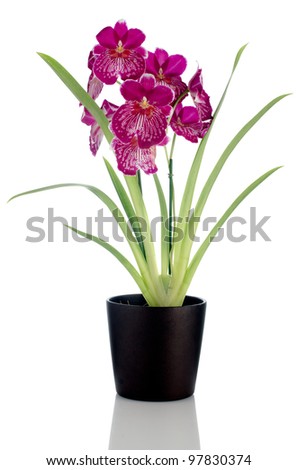 Beautiful Pansy Orchid - Miltonia Lawless Falls  flowers in a dark flowerpot on white background.