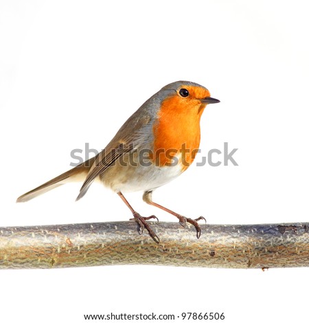 red robin on a branch, against a white background Royalty-Free Stock Photo #97866506