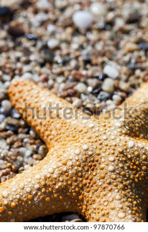 Sea star macro