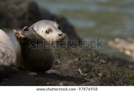 A harbor seal looks over its shoulder as it suns itself in the warm, mid-afternoon light in Depoe Bay, Oregon.