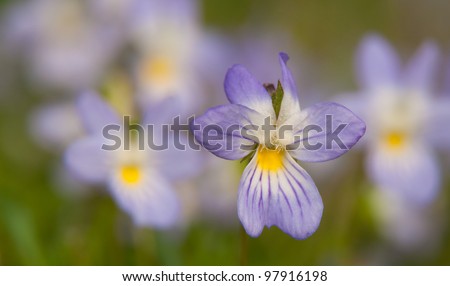 Viola bicolor, American field pansy in early spring