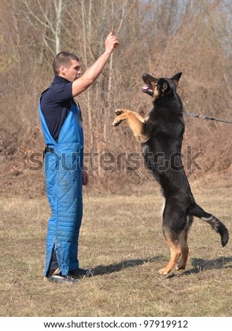  German shepherd - dog at a dog training center