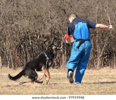  German shepherd - dog at a dog training center