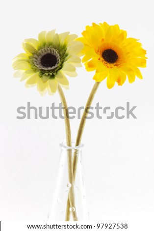 Picture of two gerbera in the vase