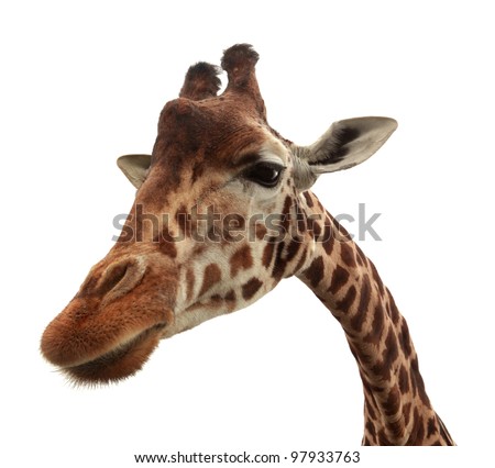 Funny giraffe isolated on white background
