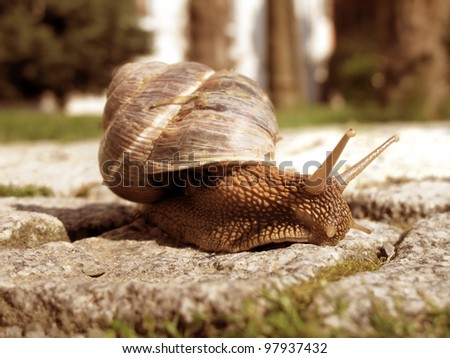 close up shot of snail on the road
