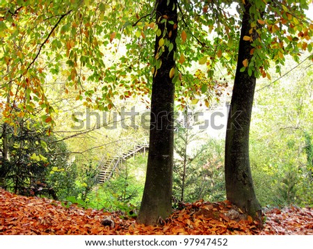  fall time in forest and colorful leaves