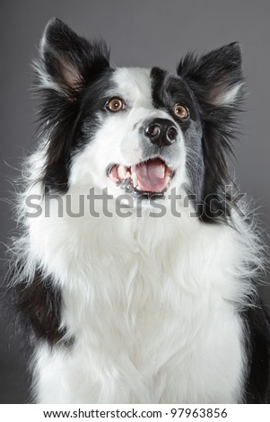 Border collie isolated on grey background