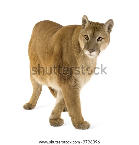 Puma (17 years) - Puma concolor in front of a white background
