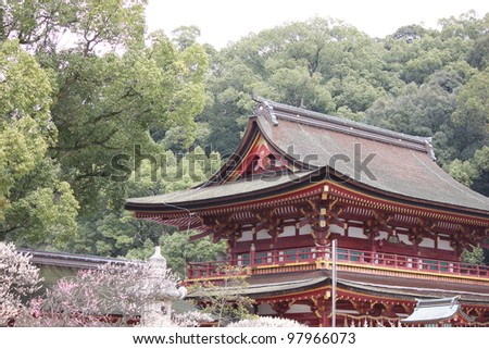 Japanese plum blossom in shrine