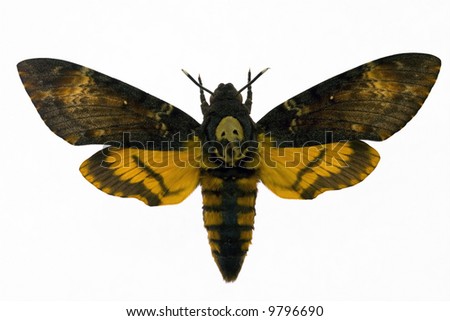 Night hawk moth from picture "Silence of the lamb"