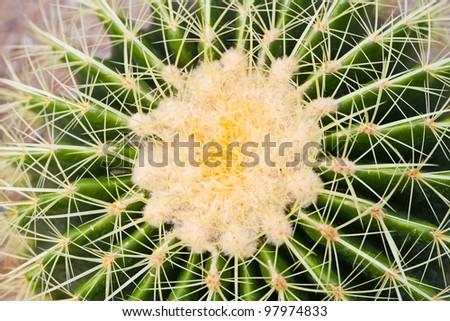 Golden ball cactus