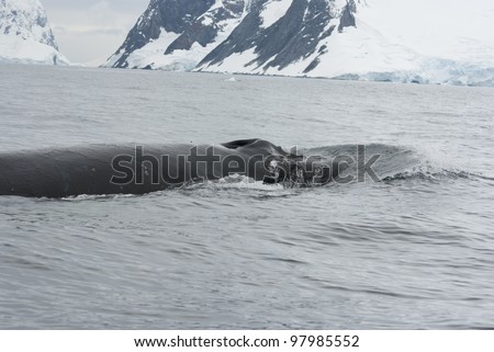 A humpback whale in the Southern Ocean, on the background of the islands-5.