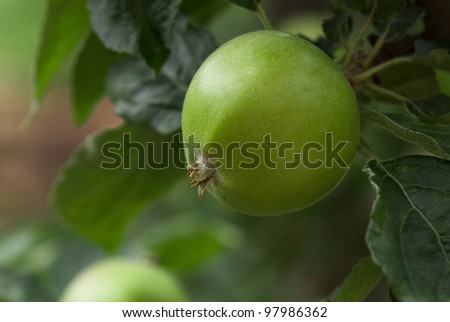 picture ripe apples