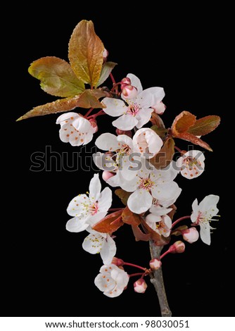 Japanese "Sakura" Cherry Blossom (Prunus Serrulata) - Studio Image