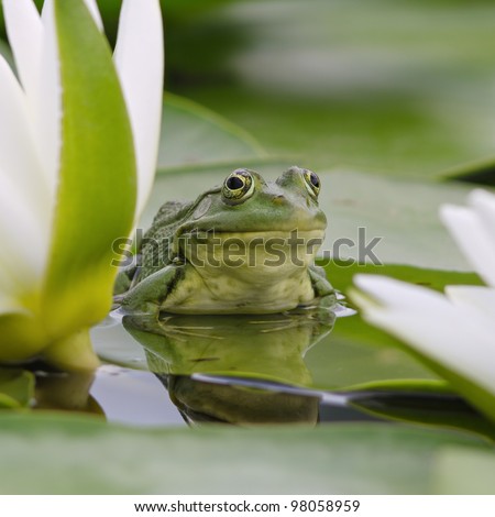 Marsh frog sits on a green leaf among white lilies on the lake Royalty-Free Stock Photo #98058959