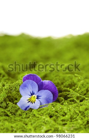 Purple pansy flower plant