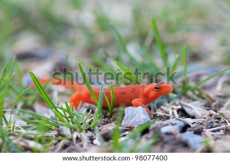 Orange Newt in the Grass