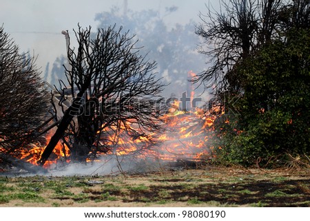 Blackened leafless bushes against a background of fire and smoke stand as stark testament to the heat of the fire that devoured what once was a two story wood framed building.