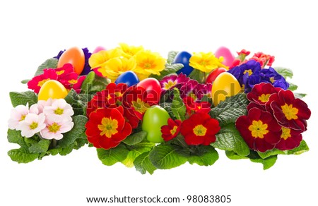 assorted primula flowers with easter eggs on white background
