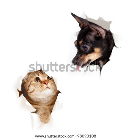 cat and dog in paper side torn hole isolated