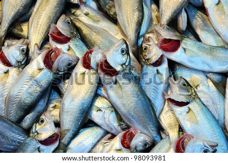 fresh sea bass in a market
