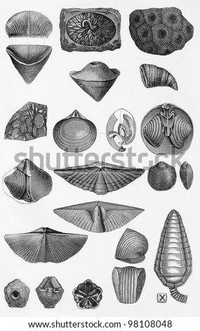 Marine life, shells and snails vintage drawing -  Picture from Meyers Lexicon books collection (written in German language ) published in 1906 , Germany.