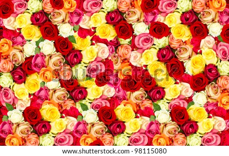 assorted roses. colorful flower background