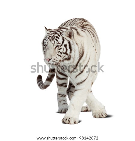 Walking white tiger. Isolated  over white background with shade