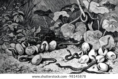 Snakes are born from eggs. Engraving by  Clos from picture by  Doering. Published in magazine "Niva", publishing house A.F. Marx, St. Petersburg, Russia, 1888