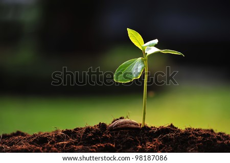 Green sprout growing from seed Royalty-Free Stock Photo #98187086
