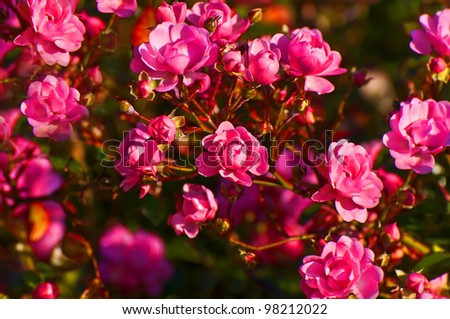 Pink Wild Roses background