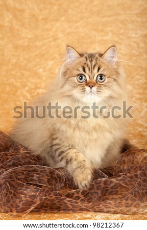 Golden Chinchilla Persian kitten with leopard print ribbon