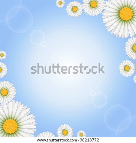 Marguerite flowers on light background