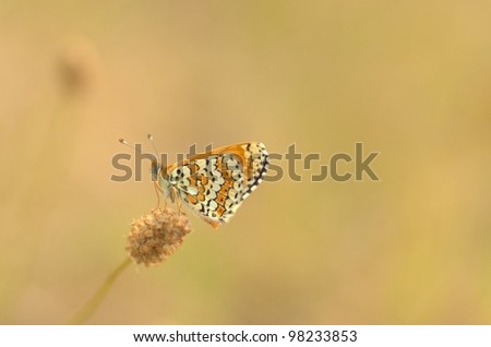 butterfly on a natural background