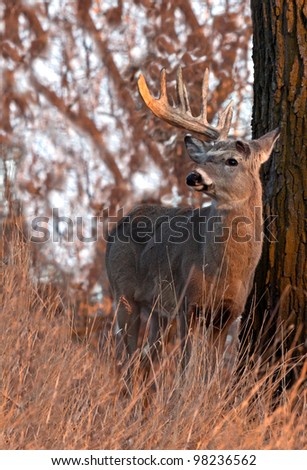 Close up image of trophy whitetail buck in morning sunlight.  Shedding of one antler.