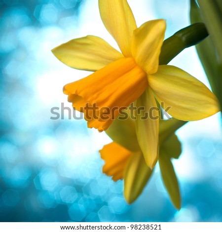 Beautiful yellow narcissus or daffodil flowers background