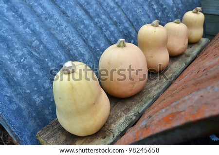 Mini pumpkins on old wooden plank waiting in line in the garden.