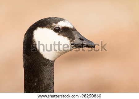 A close-up of a barnacle goose (Holland)