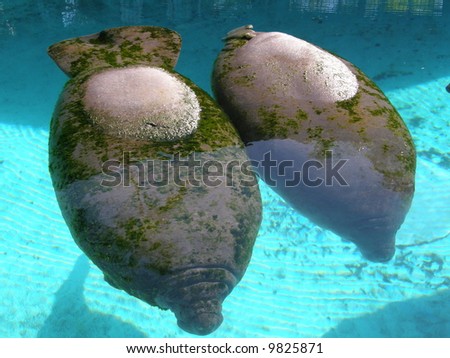 Manatee In The Water