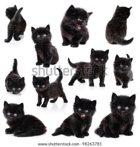 Collection of the same black little kitten on white background