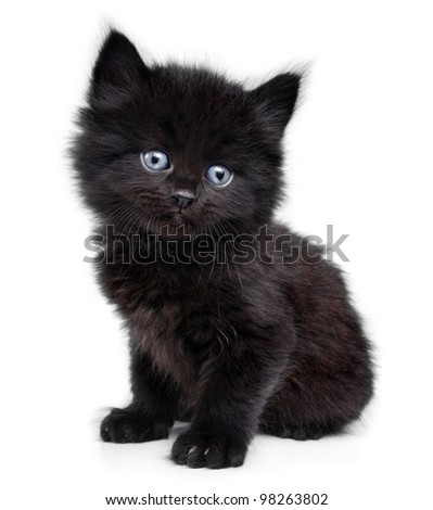 Black little kitten sitting down