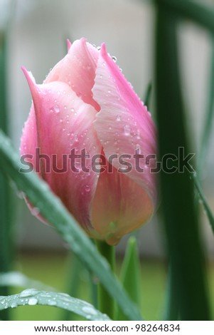 A beautiful pink pastel tulip bud covered in fresh rain drops makes a picture pretty enough to create a Spring Easter card from.