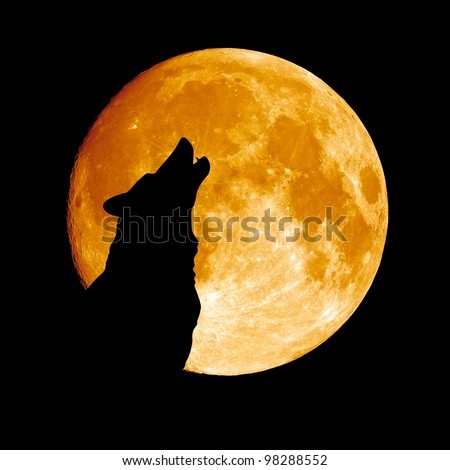 Wolf howling at the moon  in the midnigt