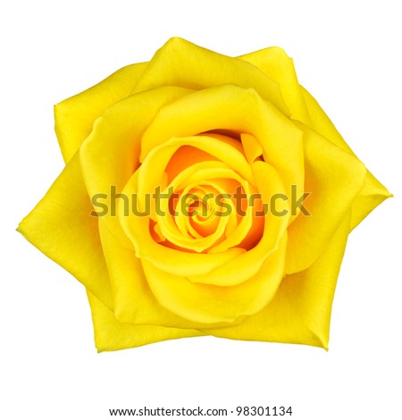 Beautiful Macro of Yellow Rose Flower Isolated on White Background
