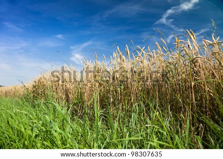 Reeds and grass on the bank of a pond